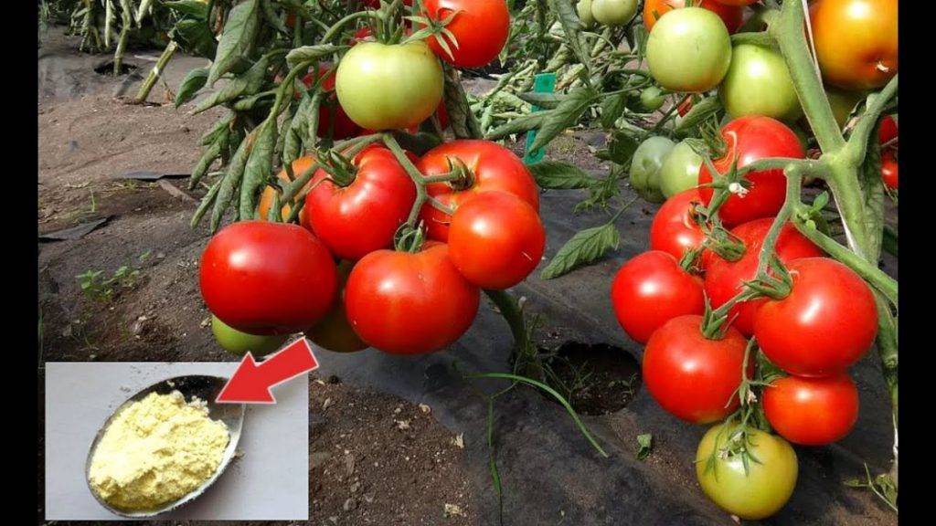 Чем нужно опрыскивать томаты в июне и июле, чтобы сберечь и повысить урожай - дачно-огородные радости - медиаплатформа миртесен