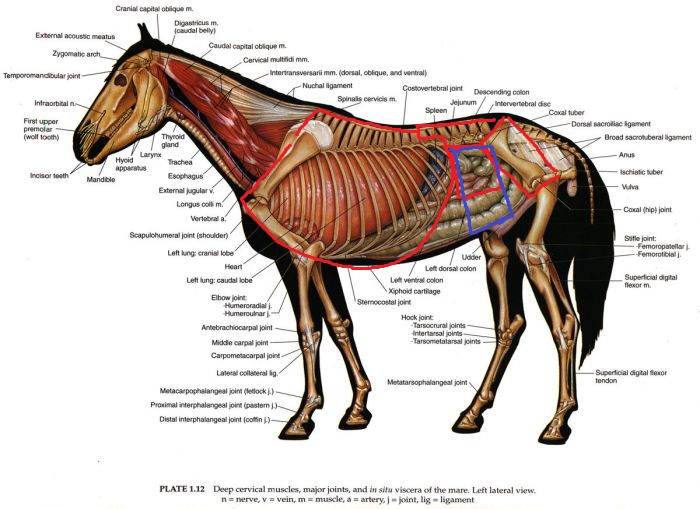 Копыта лошади: анатомия строения и части копыта - какое изнутри с фото