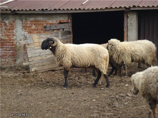 Карачаевская порода овец: описание, характеристики и фото