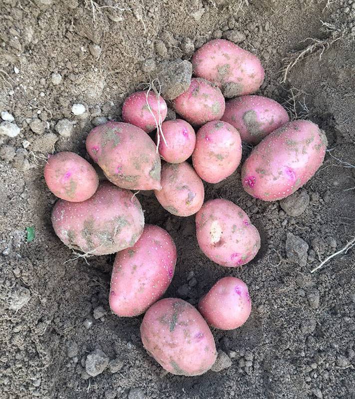 Сорт картофеля «ред скарлет»: особенности выращивания