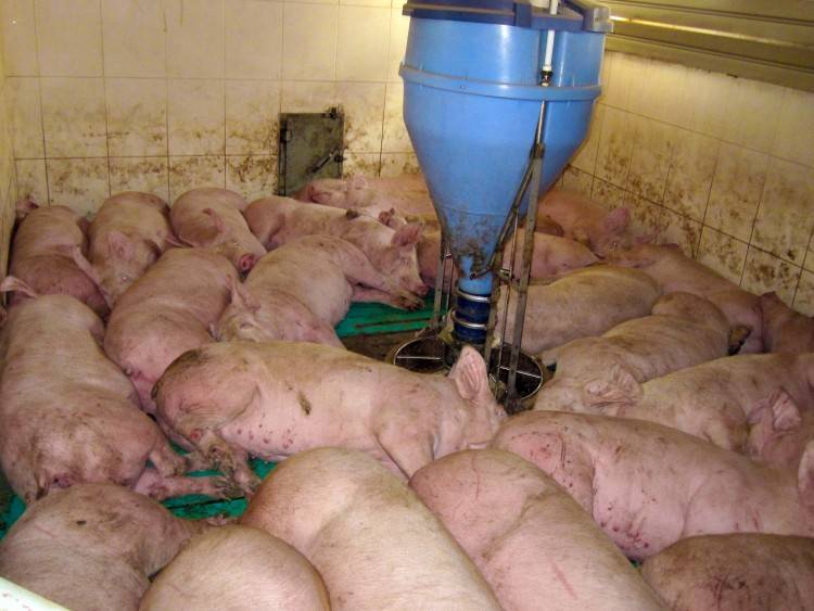 Основы свиноводства в домашних условиях: выбор породы и техника кормления, содержание и кормление свиней