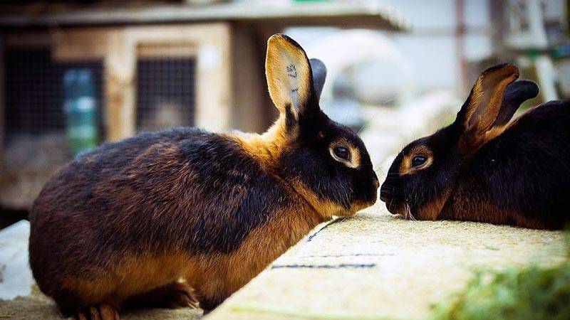 Кролик рекс: тонкости и особенности содержания и разведения животного.
