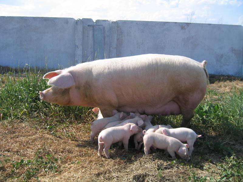 Описание и основные характеристики свиней породы ландрас
