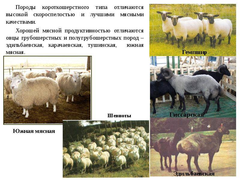 Каких овец выбрать для выращивания на мясо