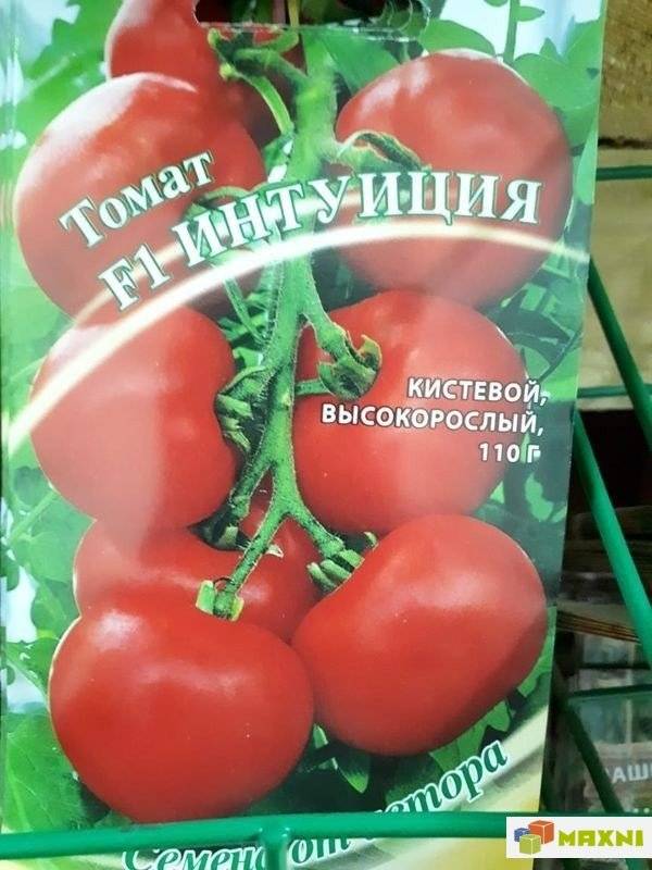 Интуиция — продуктивный сорт томатов для закрытого грунта, «вяжет без пропусков»