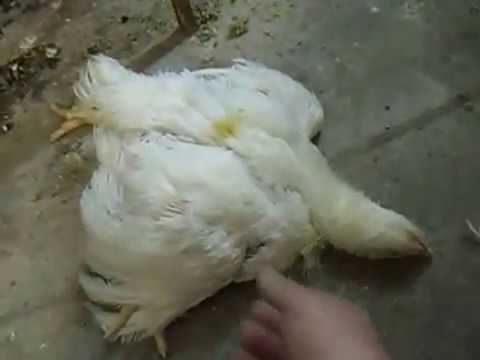 Аденовирусный гидроперикардит цыплят-бройлеров