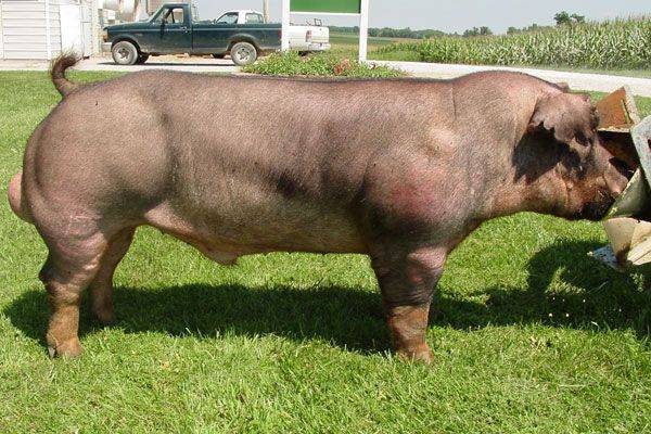 Порода свиней йоркшир: характеристика, описание, фото