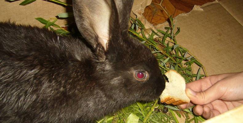 Можно ли кроликов кормить хлебом и сухарями: все за и против