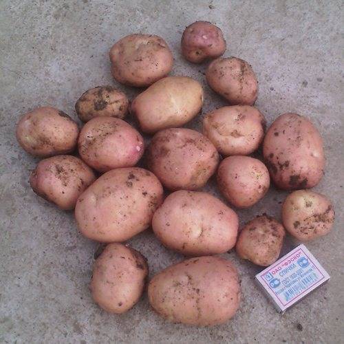 Описание, характеристика и нюансы выращивания картофеля розара