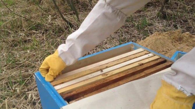 Как заняться пчеловодством