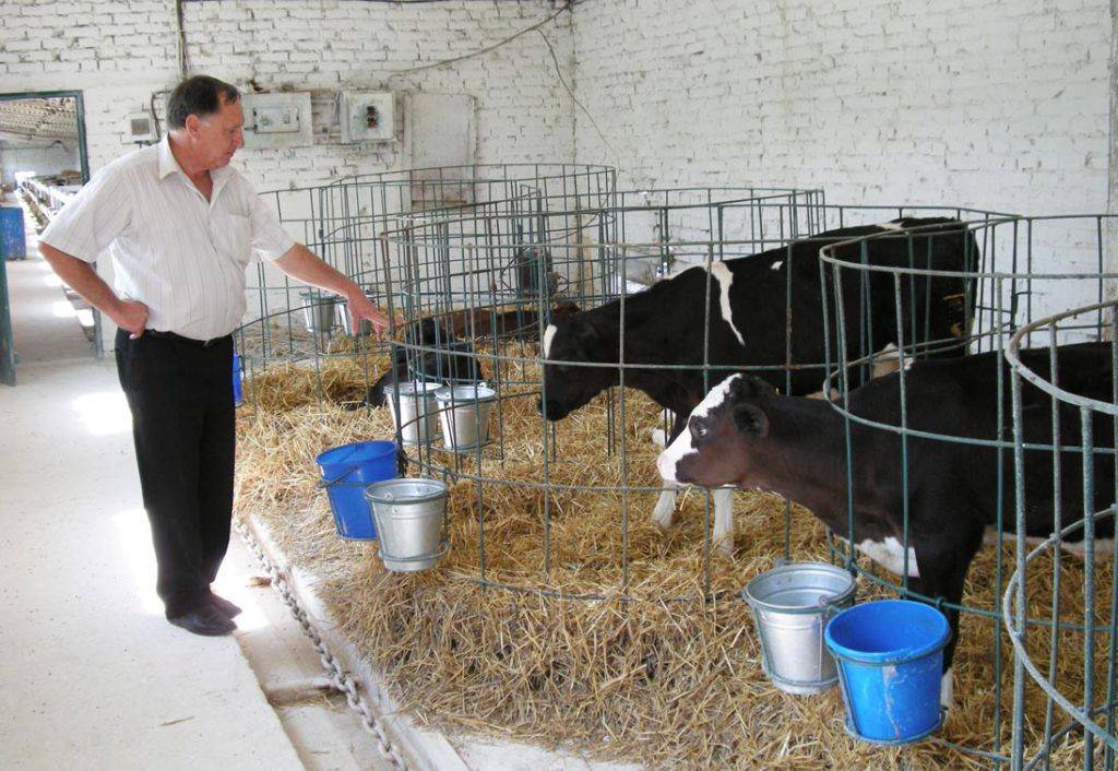 Содержание и разведение коров в домашних условиях в личном хозяйстве с выпасом и без — moloko-chr.ru