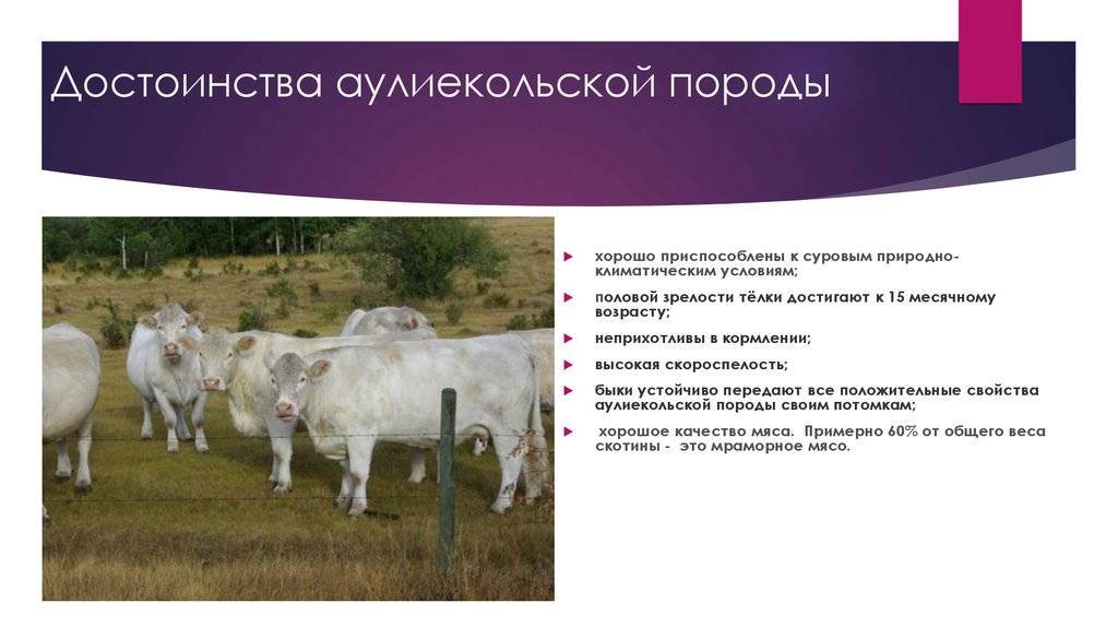 Галловейская порода коров, характеристика и описание вида