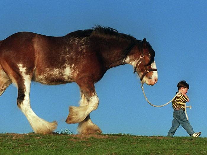 Самая большая порода лошади в мире