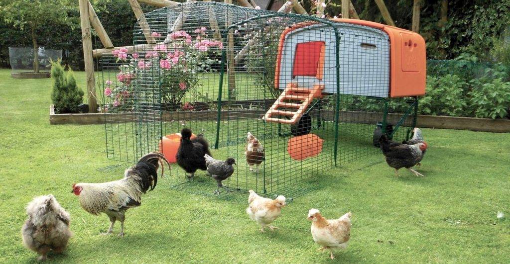 Содержание кур-несушек в домашних условиях, для начинающих, уход и разведение птицы в частном доме, как ухаживать правильно