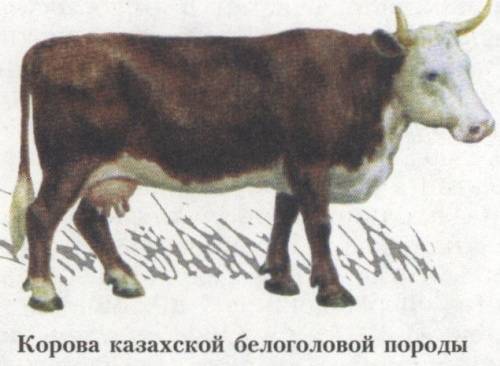 Казахская белоголовая порода коров (характеристика)
