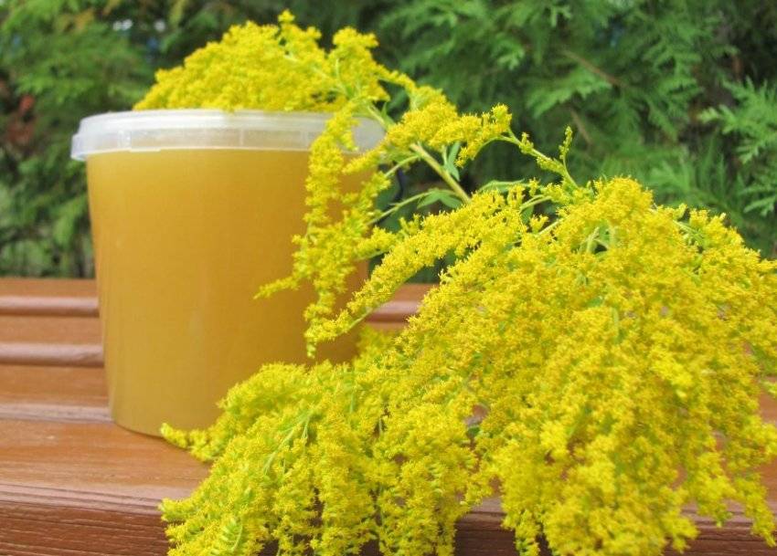 Донниковый мед: лечебные свойства, применение и противопоказания