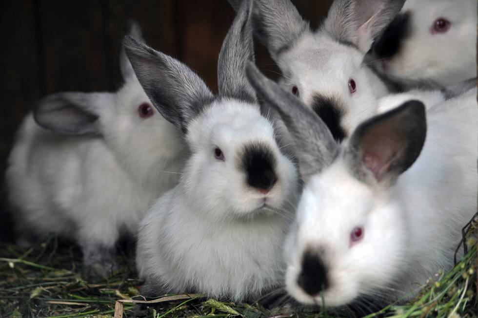 Калифорнийские кролики: основы содержания и разведения породы