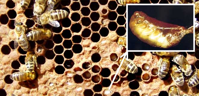 Аскосфероз — признаки и лечение пчел