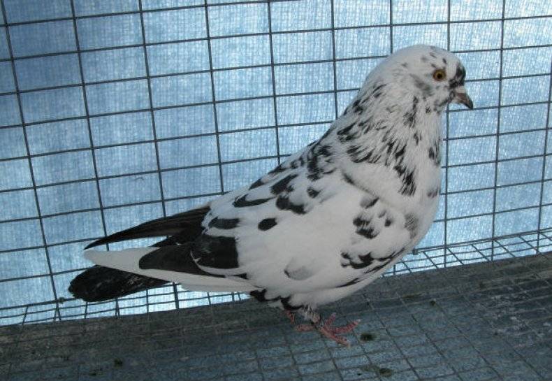 Английские голуби типплеры: описание породы, уход, фото