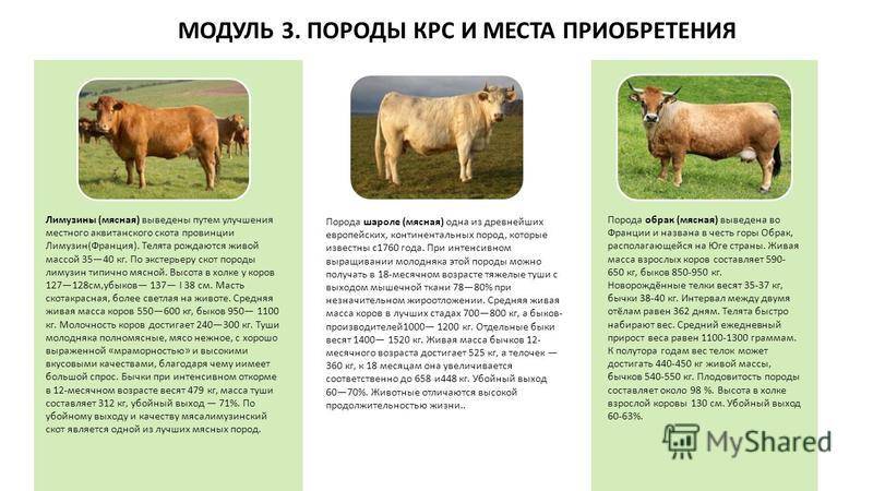 Породы коров и быков мясного направления, характеристика крс