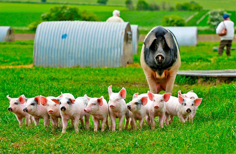 Преимущества и недостатки свиноводства как бизнес, прибыль с разведения и продажи