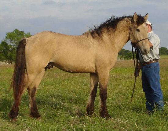 Экстерьер, характер и использование Башкирских лошадей