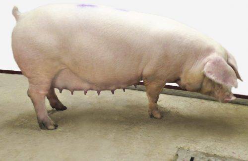 Что нужно знать о свиньях породы дюрок, чтобы получать максимальную выгоду от их содержания и разведения?