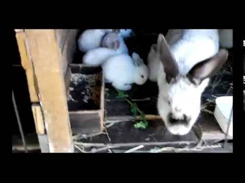 Содержание кроликов зимой на улице