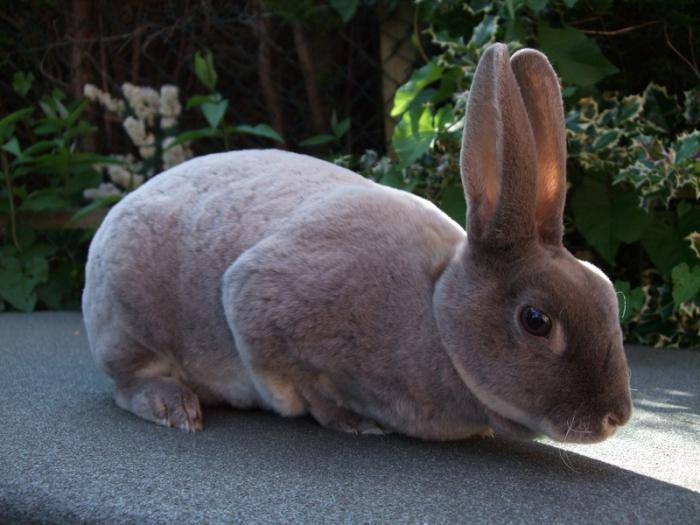 Кролик рекс — описание породы, характеристика, особенности содержания и разведения