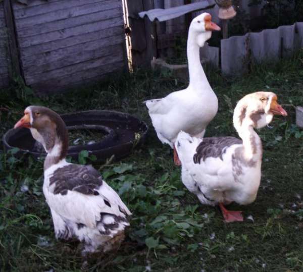 Холмогорские гуси: описание породы