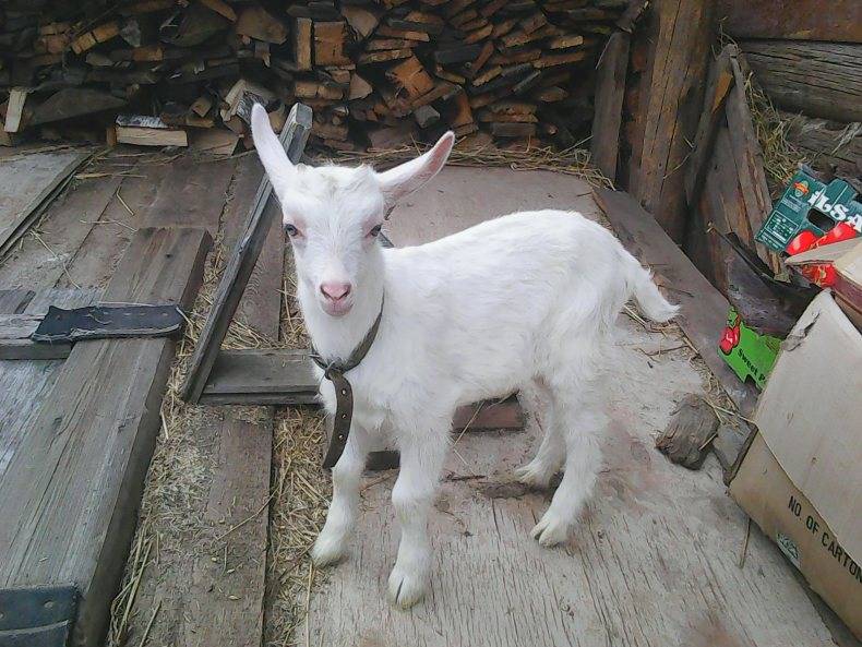 Зааненские козы: фото, описание и характеристика породы :: syl.ru