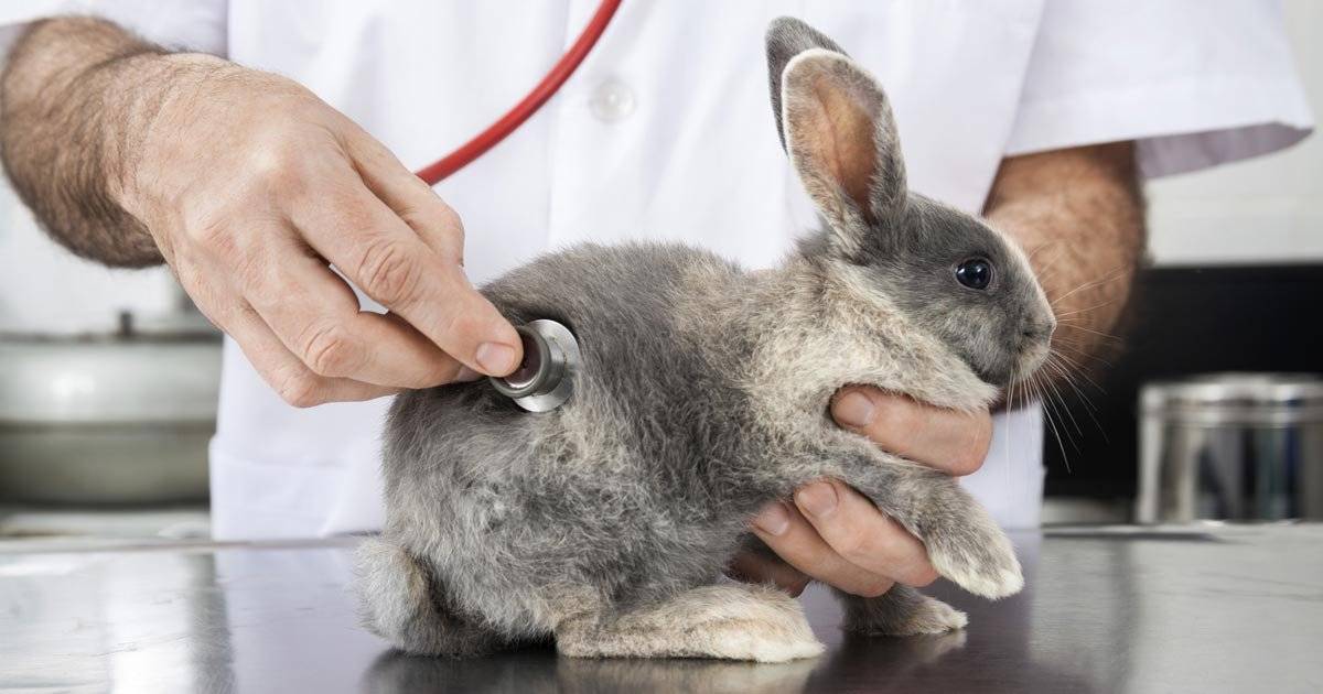 Профилактика болезней кроликов