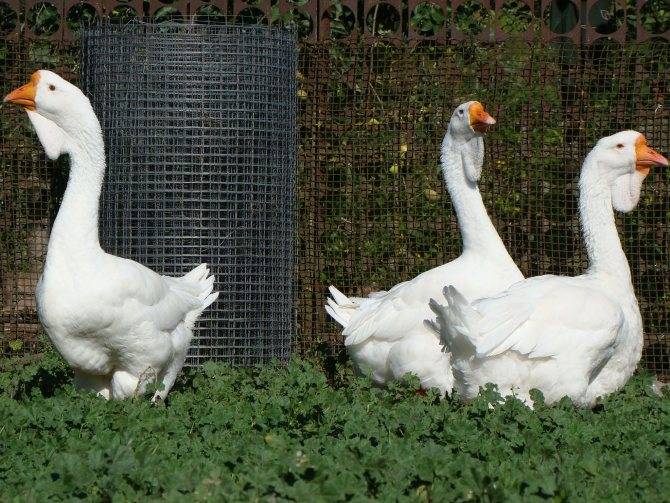 Все о породе серых гусей: описание, характеристики, выращивание птиц