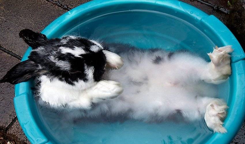 Можно ли купать кролика декоративного и как мыть правильно в домашних условиях