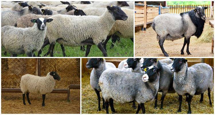 Романовские овцы: характеристика и описание породы, фото
