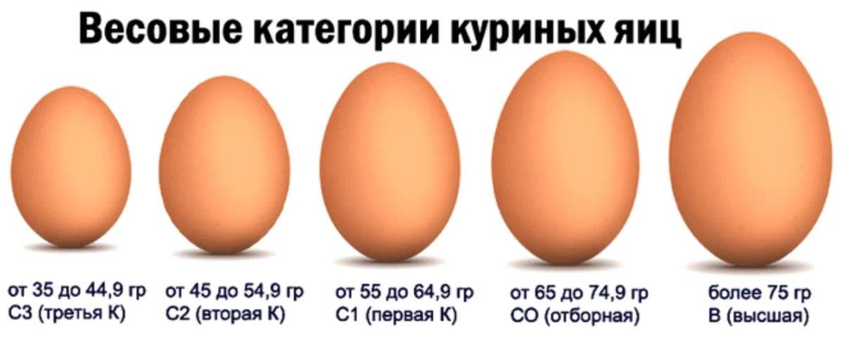Вес одного куриного яйца: без скорлупы, вареного, белка, желтка