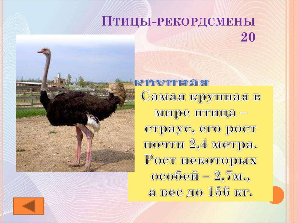 ᐉ сколько весит страус: о самой большой птице в цифрах и фактах - zooon.ru