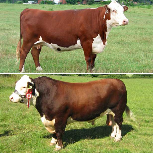 Герефордские коровы и быки, отзывы фермеров о породе герефорд