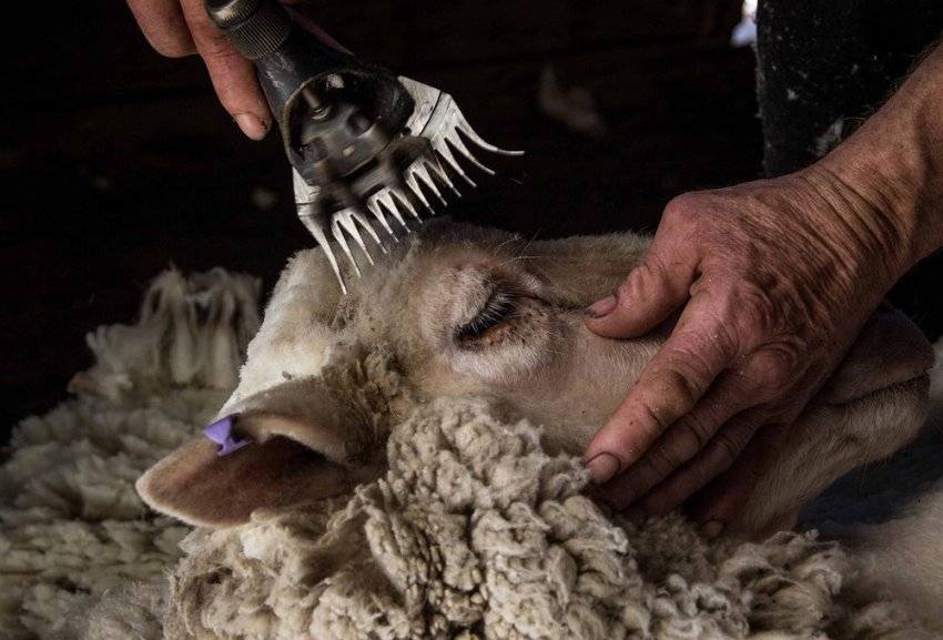 Как подстричь шкуру овцы в домашних условиях: способы, правила и инструменты