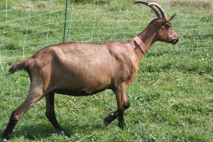 Альпийские козы: советы по выращиванию домашних и сельскохозяйственных пород