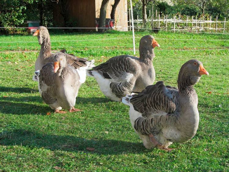 Тулузские гуси: описание породы, нормы содержания | птичник club