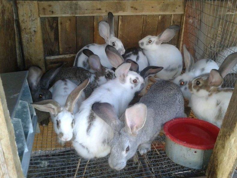 Содержание кроликов: в клетках, шедах, яме, вольерное содержание