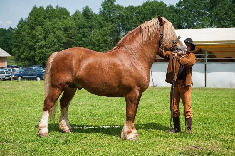 Лошадь русский тяжеловоз: описание породы