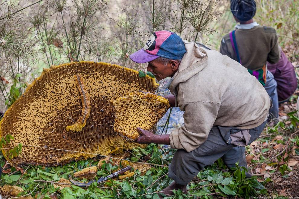 Мед диких пчел: как выглядит, полезные свойства и противопоказания
