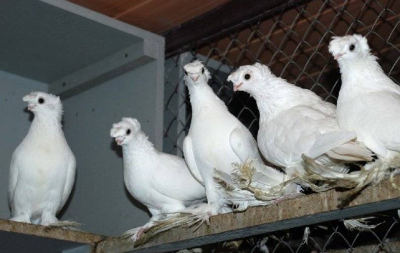Узбекские голуби: описание породы, содержание, кормление, разведение