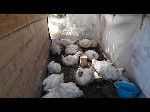 Цыплята бройлеры чихают и хрипят. чем их лечить?