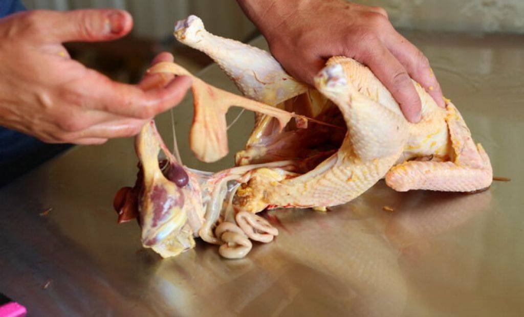 Как правильно разделать и выпотрошить курицу: советы, фото- и видеообзор