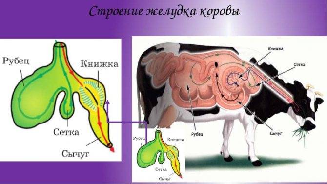 Физиология пищеварения в желудке у крупного рогатого скота, лошади, свиньи. реферат. биология. 2015-10-25
