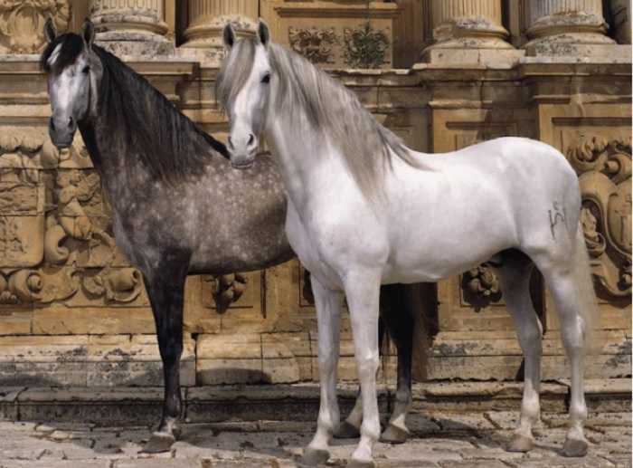 Тракененская лошадь: история, экстерьер, характер, особенности содержания, разведение, использование