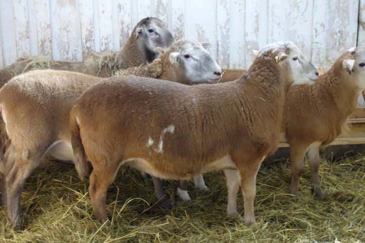 Как создавалась овца-бройлер: новейшая история катумской породы овец — agroxxi